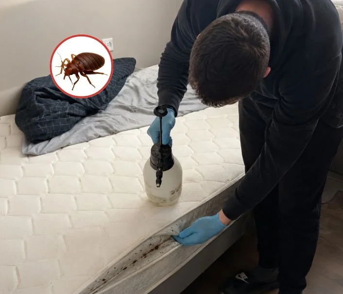 Technicien traitant un matelas contre les punaises de lit à Saint-Germain-de-la-Grange